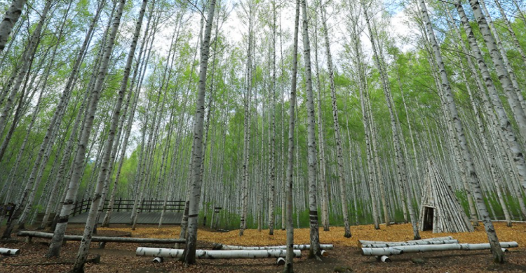 인제 자작나무숲