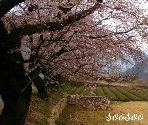 벚꽃축제&amp;#44;벚꽃길/ 벗꽃터널 4월 커플드라이브코스 추천