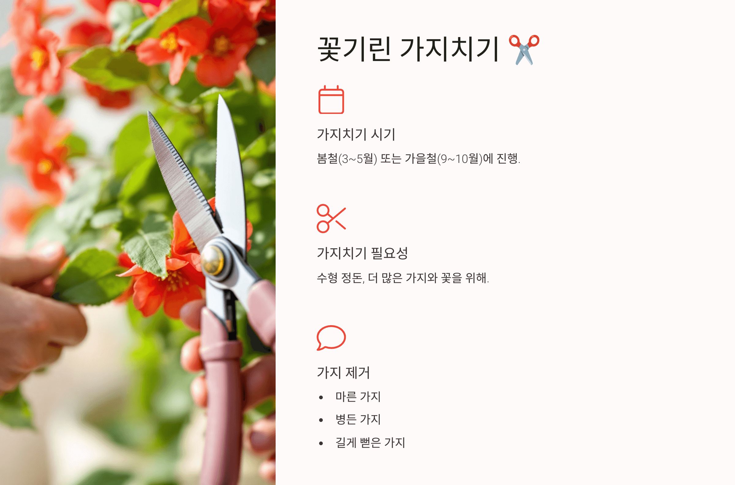 꽃기린 사진입니다.