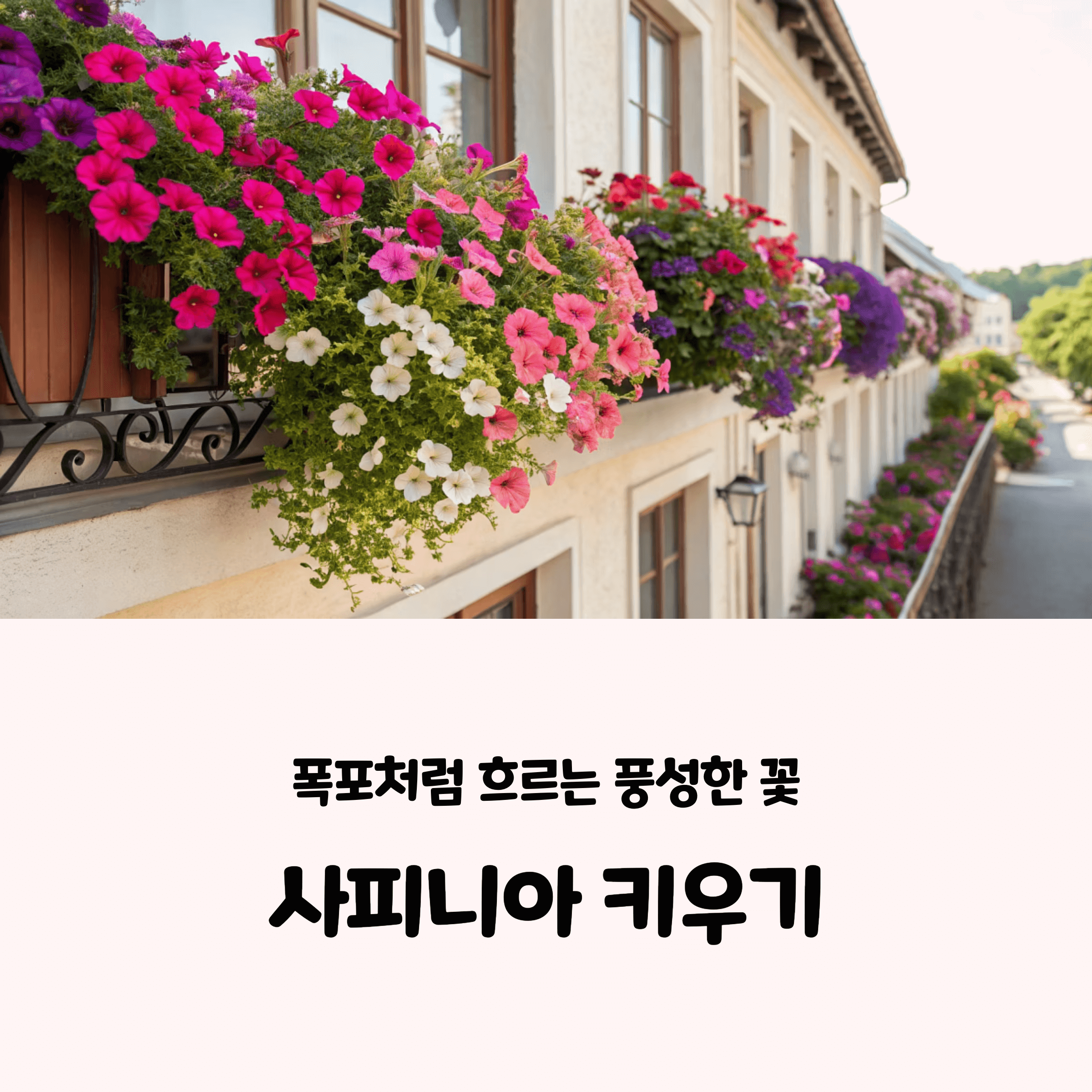 사피니아 키우기