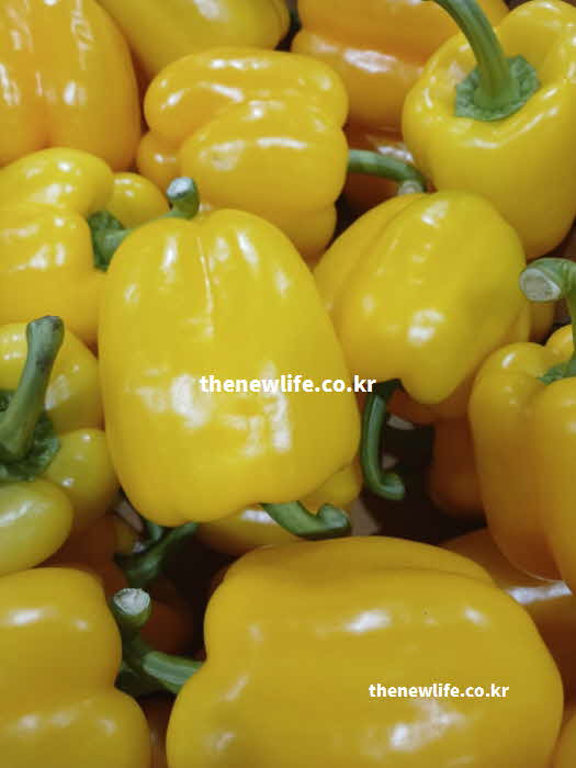 파프리카 효능 성질