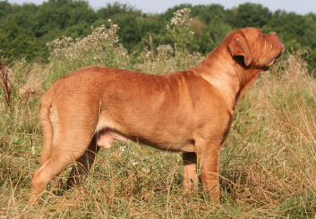 보르도 마스티프의 전신.