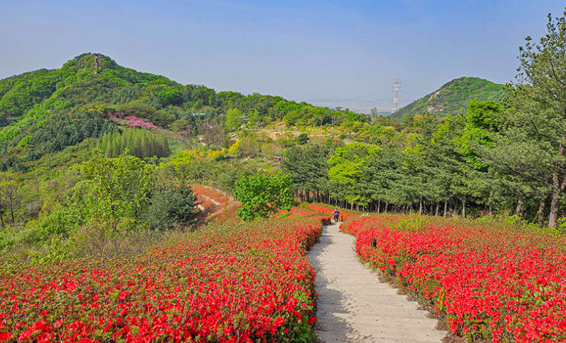영인산 철쭉