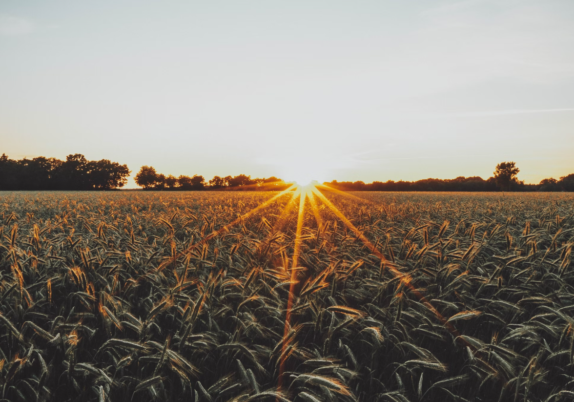 밀-밭의-일몰-사진