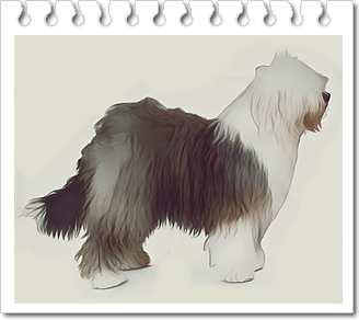 사역견.올드 잉글리시 쉽독(Old English Sheepdog)