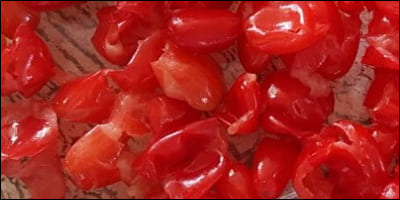 씨앗을 뺀 산수유