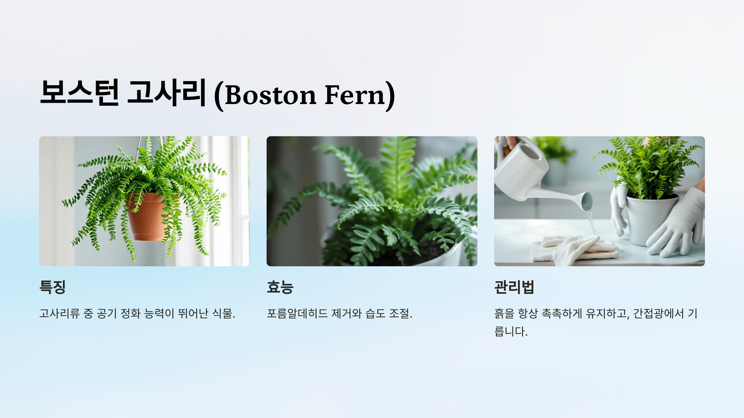 공기정화 식물 사진입니다.