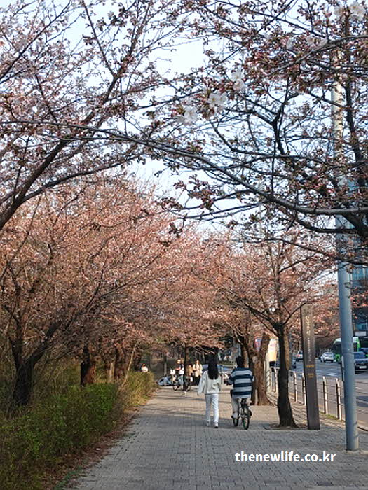 서울 여의도 벚꽃 봄날 사진