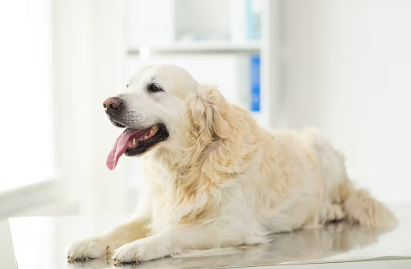 진료대에서 기다리는 강아지