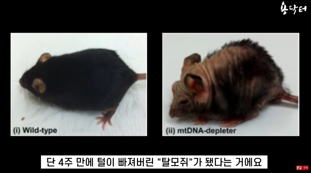 영양부족으로 4주만에 탈모가 온 쥐