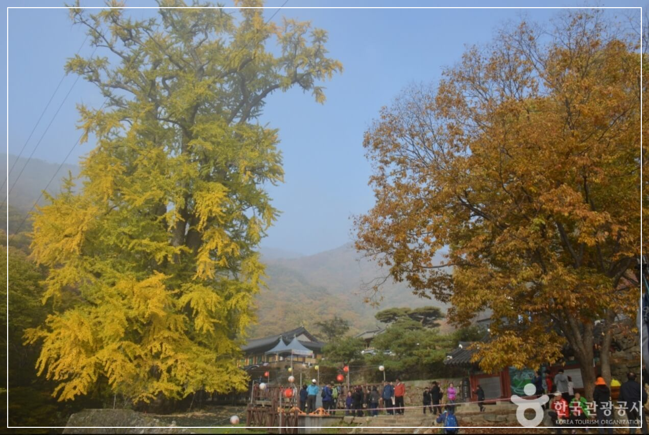 양평 가볼만한곳 베스트10 용문사 & 천연기념물 제30호 은행나무