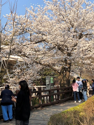 예술공원 벚꽃1