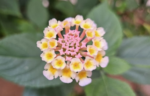 가을에 피는 꽃 란타나