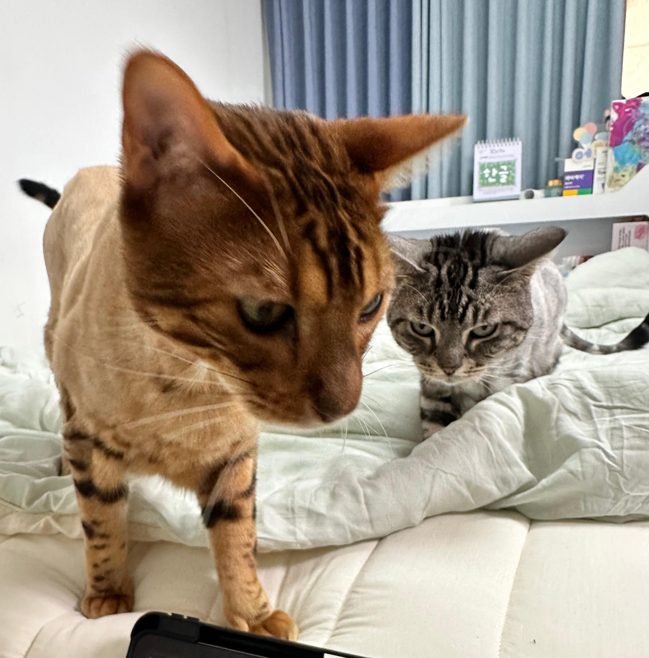 고양이 두 마리와 함께하는 싱글맘의 하루: 아이와 반려동물이 만들어내는 따뜻한 이야기