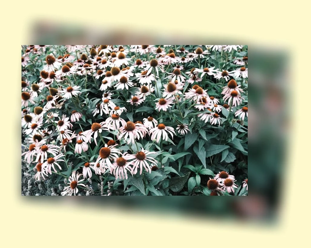 면역력 증진_3_subsection