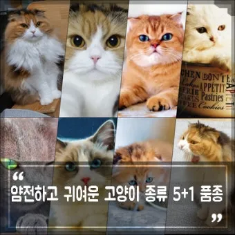 &amp;quot;고양이