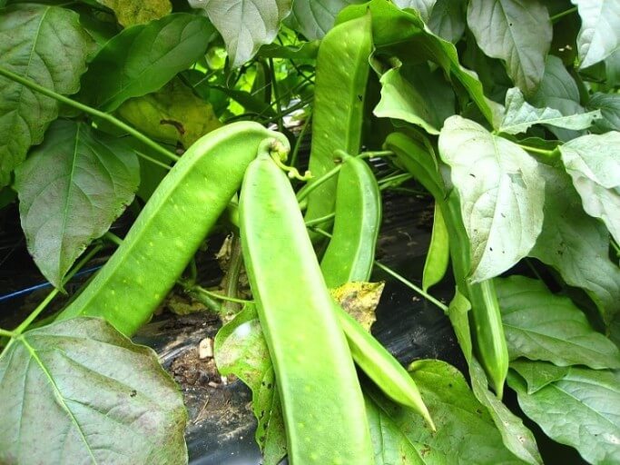 작두콩차 효능 10가지 및 부작용과 먹는 법&amp;#44; 작두콩차 만드는 법