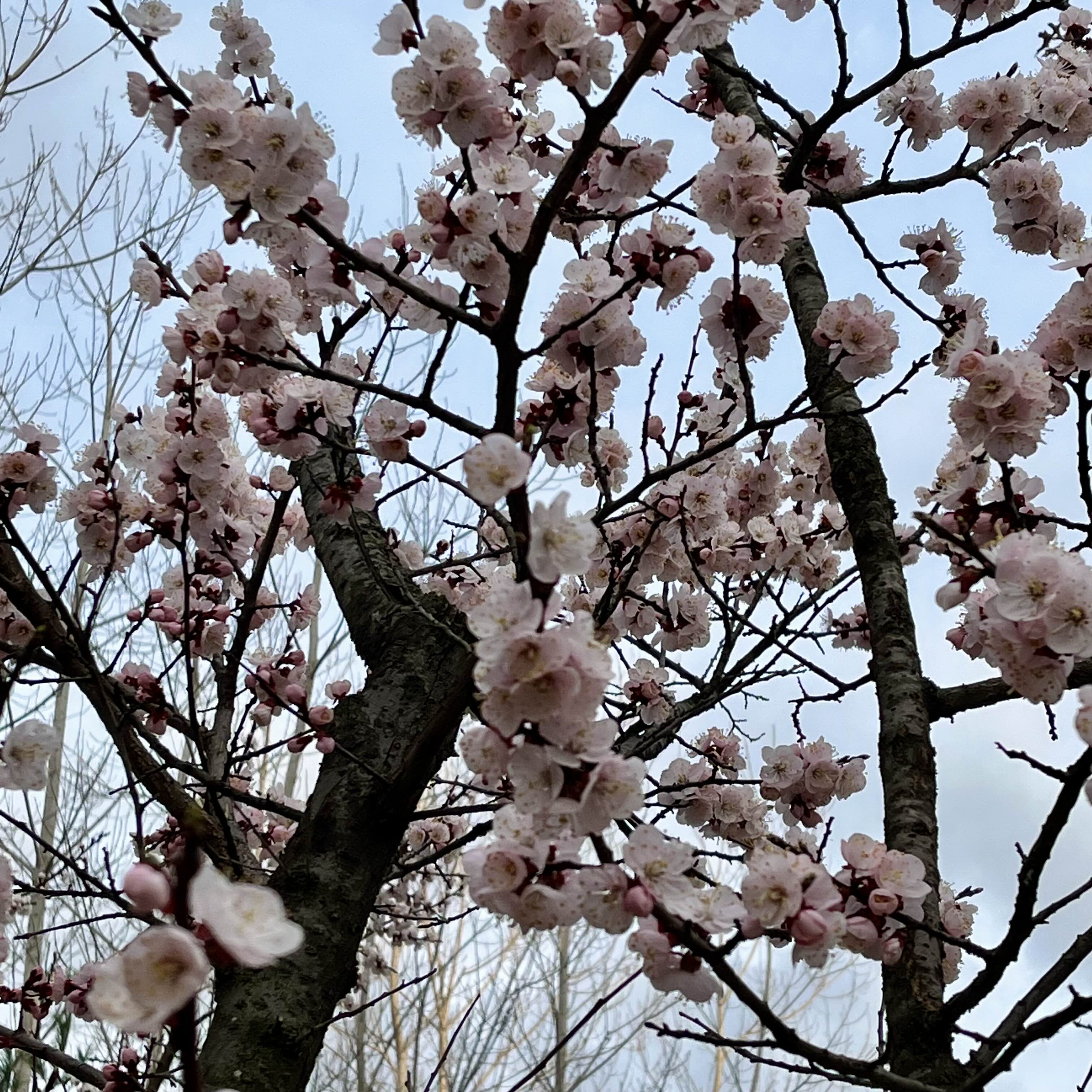 벚꽃