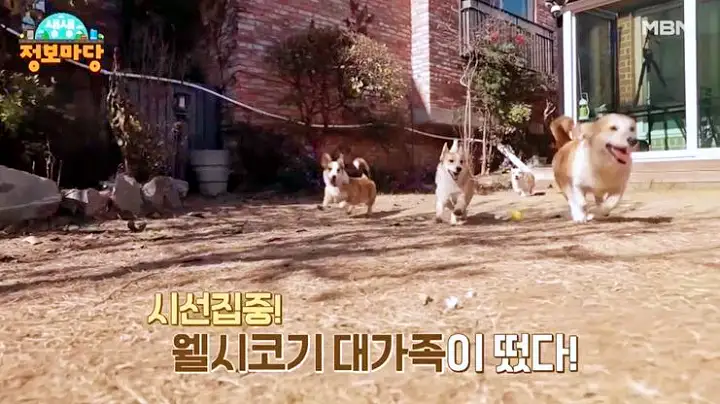 웰시코기 강아지 영상 유튜브 추천