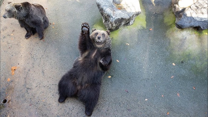 2024 베어트리파크 단풍축제 예매