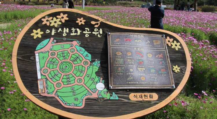 괴산 문광저수지 은행나무길