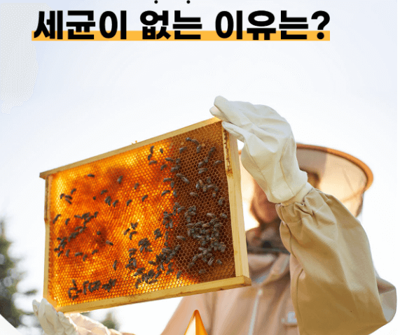 보령 면역 만세