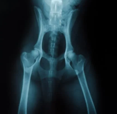 강아지 고관절 이형성증 원인, 예방법 수술 전 확인