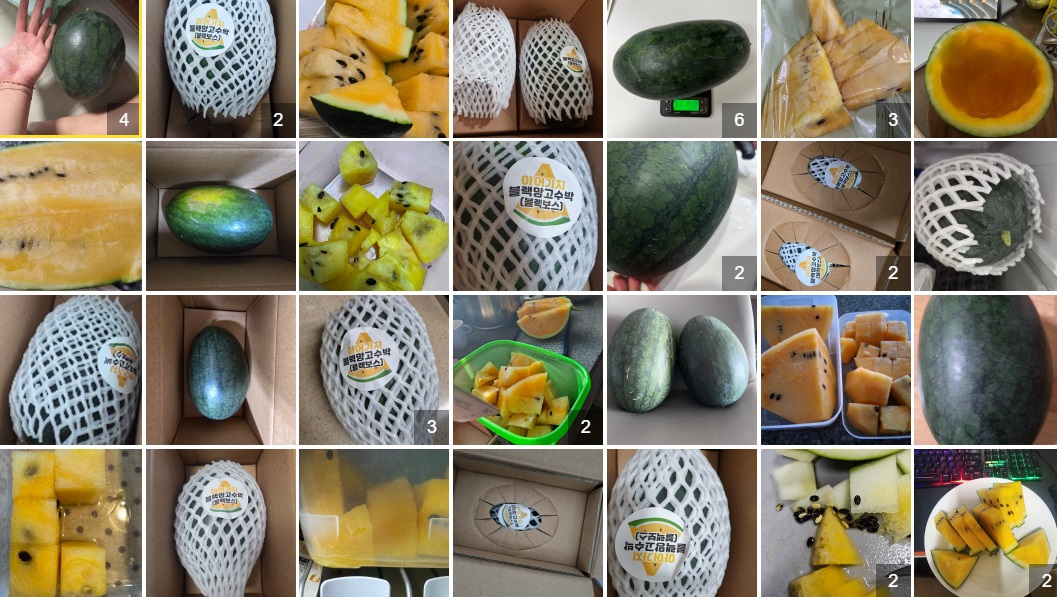 EBS-극한직업-전북-고창-블랙망고수박-노란수박