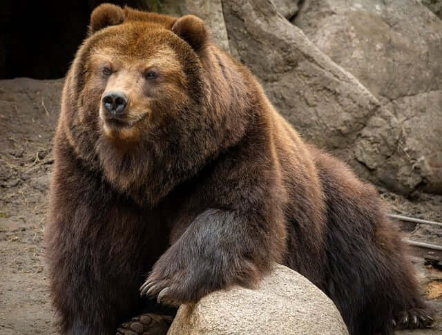 곰 기린 다람쥐에 관한 꿈 해몽 꿈 풀이