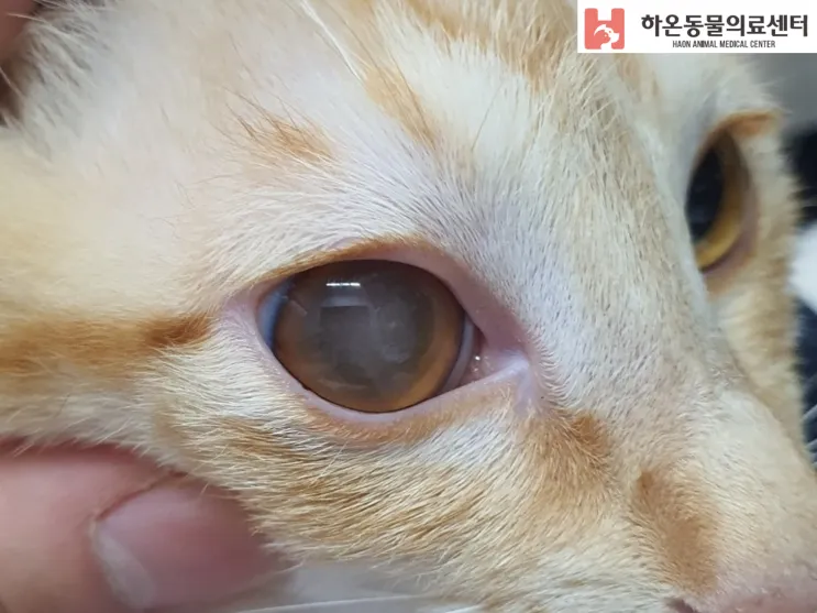 고양이 기생충 사진 약 증상_7