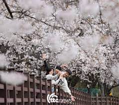 제22회 함양 백운산 벚꽃축제 기본일정과 프로그램 소개