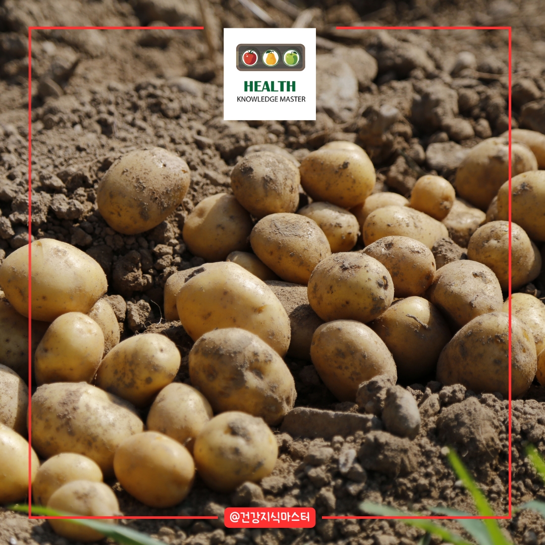 2월에 심는 작물 10가지 - 감자