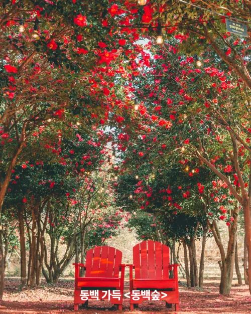 에코랜드 동백나무 숲 포토존 붉은 의자 (제주도 겨울 동백꽃 인생샷 명소)