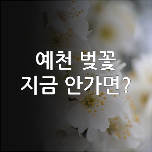 예천 벚꽃 만개 시기 및 가볼 만한 ..