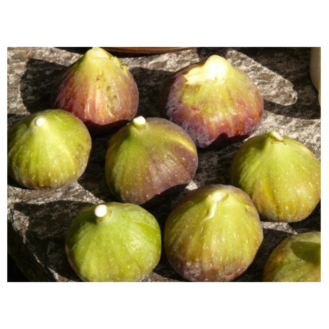 무화과와 관련된 사진입니다.