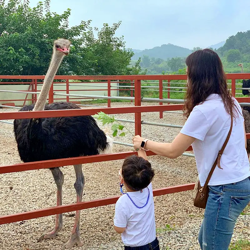 경남 함안 타조 농장 먹이주기, 퀴즈풀기, 알밟기, 교감하기 체험 가볼만한 곳 추천
