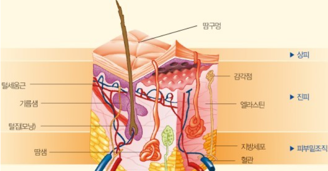 피부 구조