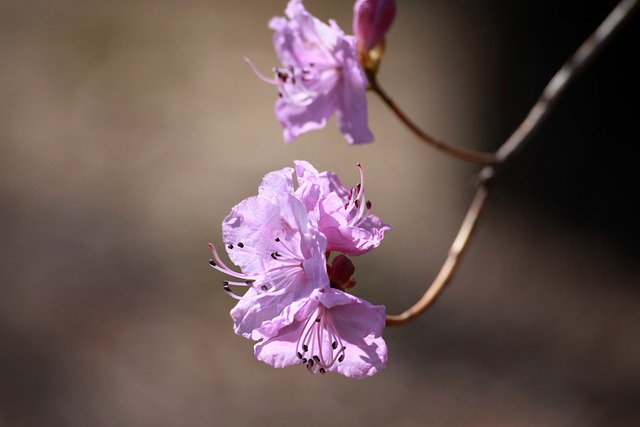 황매산 철쭉축제 기본정보