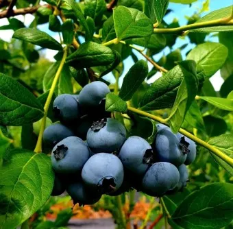 블루베리 효능 먹는법 하루 섭취량 쥬스_16