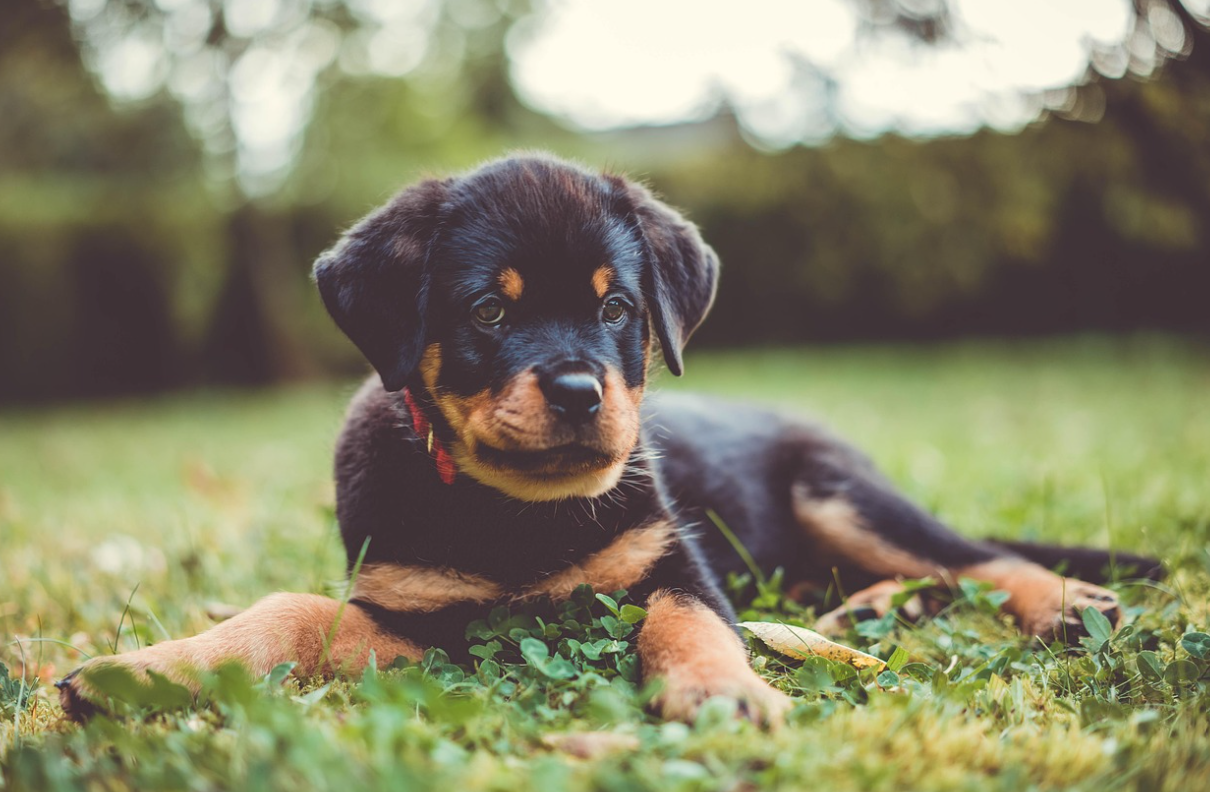 강아지의 피부질환과 알레르기 증상