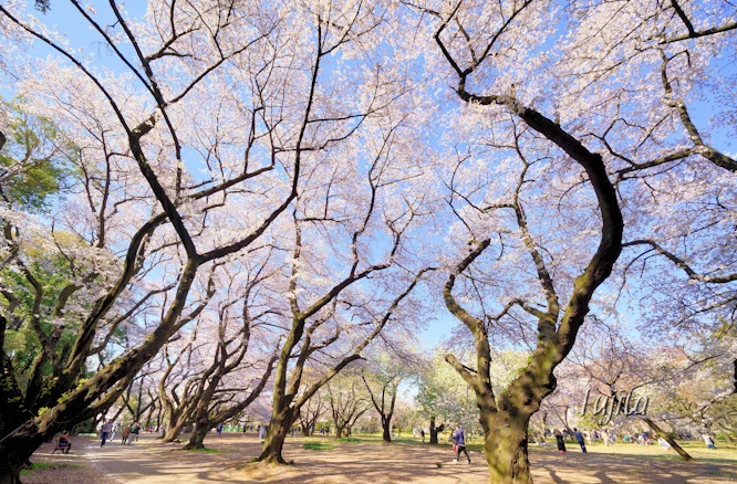 우에노공원 벚꽃