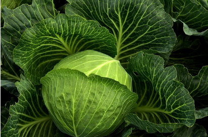 위암에 좋은 음식