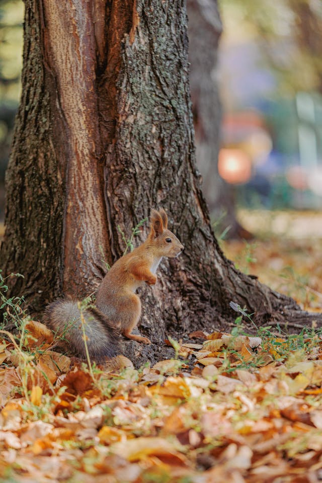 단풍 여행지 안전수칙|가을 단풍철 꼭 지켜야 할 안전 가이드