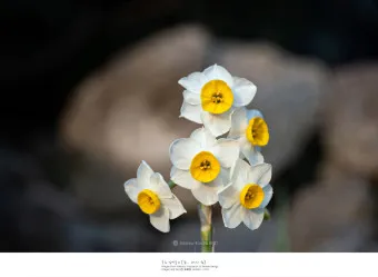 수선화 품종 관리요령_24