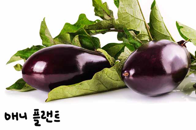 가지의 영양 성분