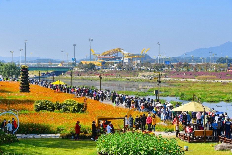 장성 황룡강 가을꽃축제