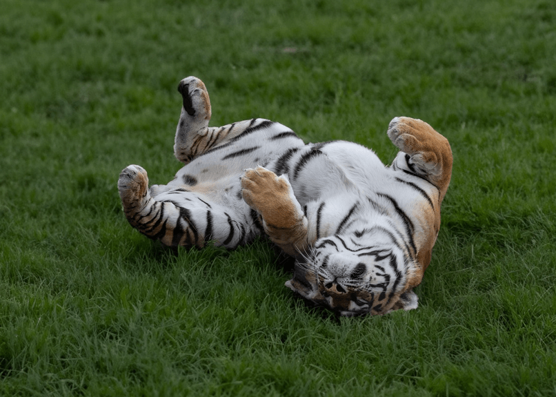 &amp;#39;호랑이기운이 어흥! 이벤트 참여방법&amp;#44;기아타이거즈 유니폼 증정