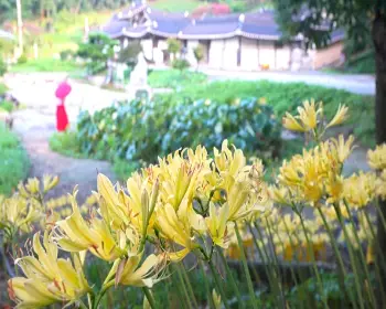 서산 유기방가옥 수선화 축제_16
