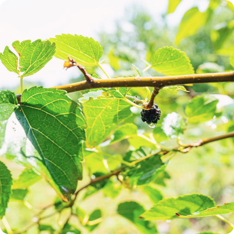 고지혈증에-좋은-음식