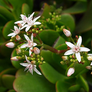 제이드-플랜트-염자-꽃